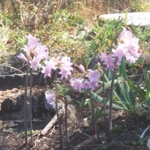 Meet your Posher, Angie